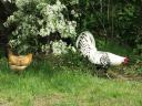 Rooster and chicken at Drumlin