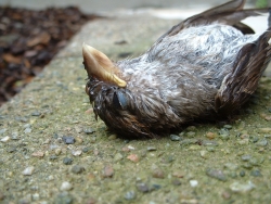 dead bird (c) Katrien Vander Straeten