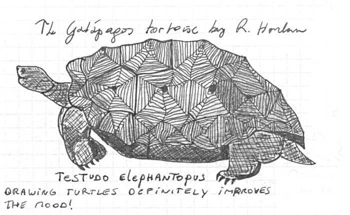 Drawing of Darwinâ€™s turtle (c) Katrien Vander Straeten