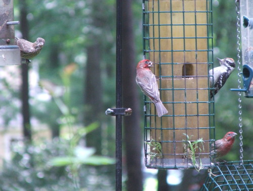 Bird feeder: House Finches courting (c) Katrien Vander Straeten, 2008