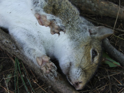 Dead squirrel (c) Katrien Vander Straeten